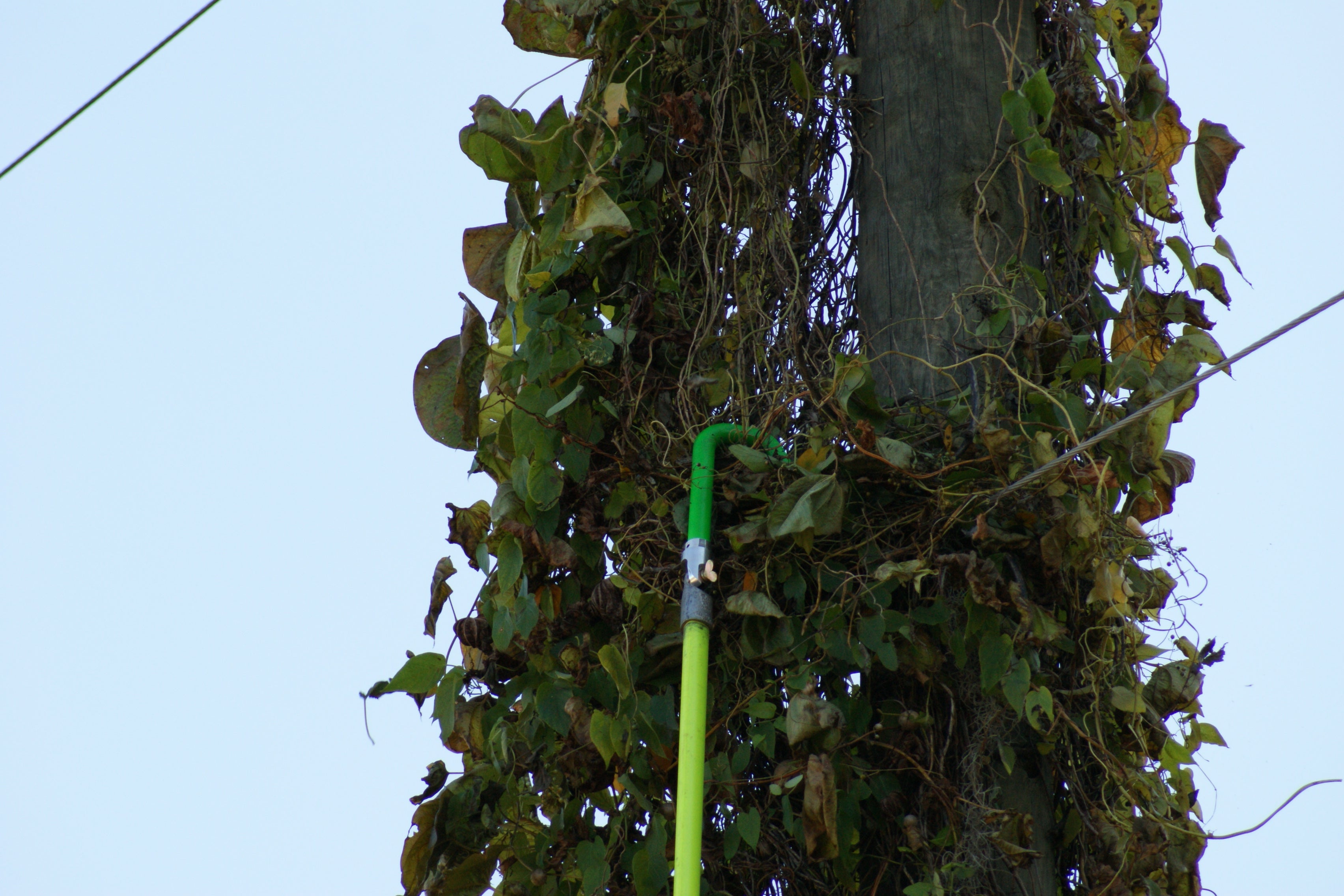 MADI Deviner Ulimate Vine Removal Tool #DV-1