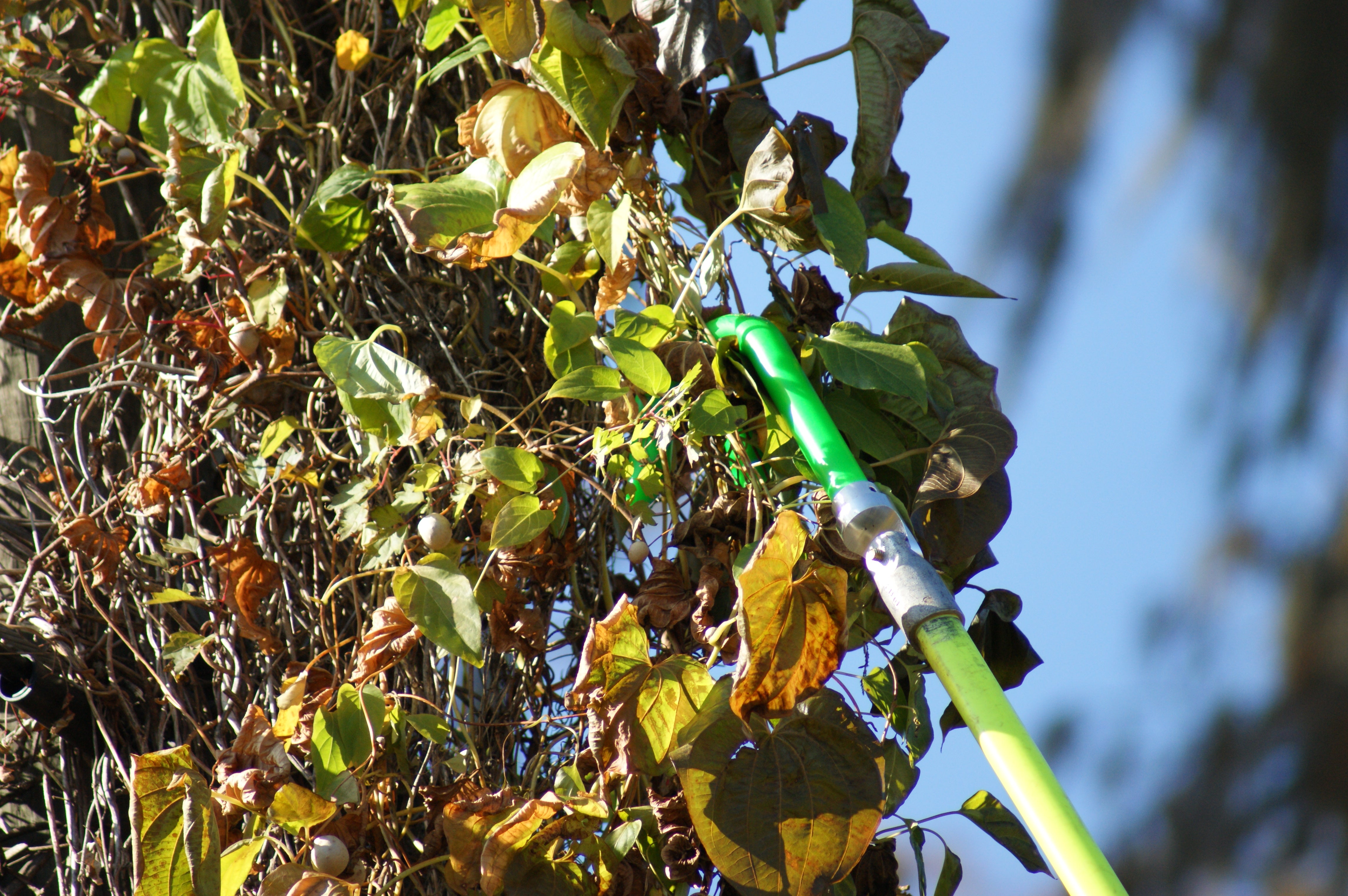 MADI Deviner Ulimate Vine Removal Tool #DV-1